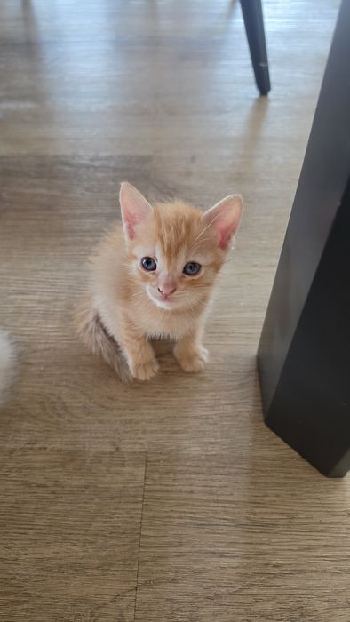 Gatinhos para dar