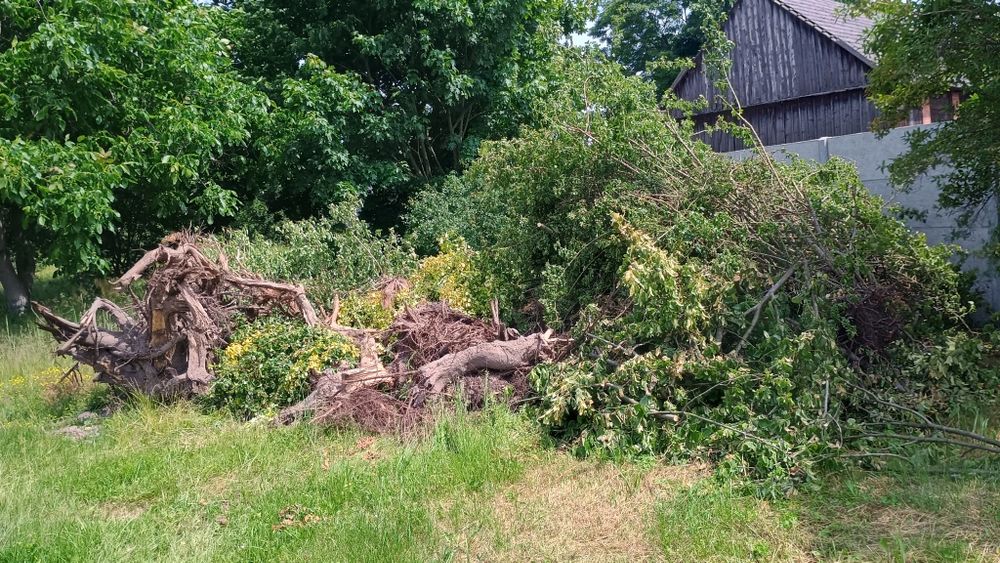 Drzewo po wycince lipa plus inne krzewy
