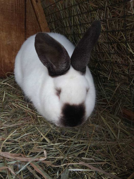 Кролі Бургундія, Каліфорнія, Фландр, строкач