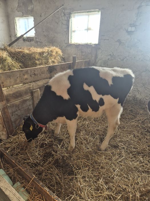 Byczki żarłoki 3 szt.