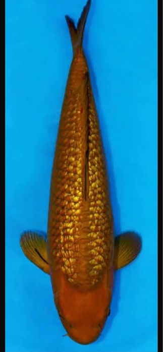 Carpa koi Chagoi ginrin 60 cm femea