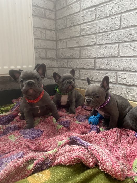 Французькі бульдожки