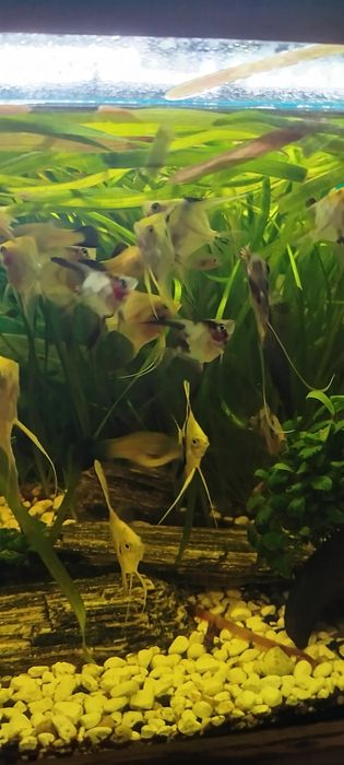 Ryby akwariowe skalary młodo