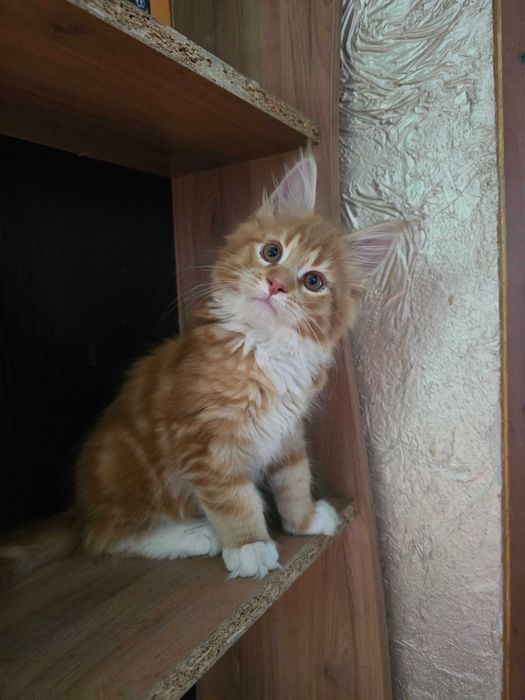 Котенок мальчик,мейн-кун