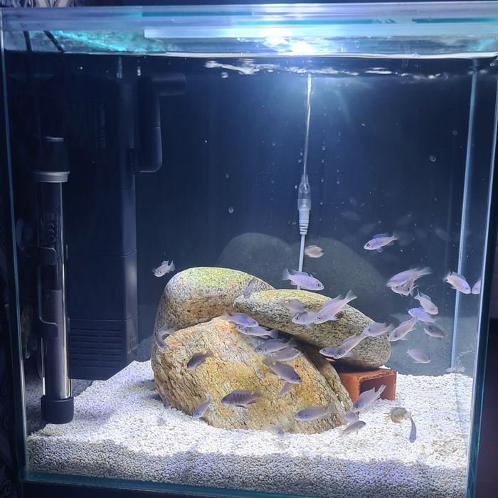 Ciclideos Africanos Malawi