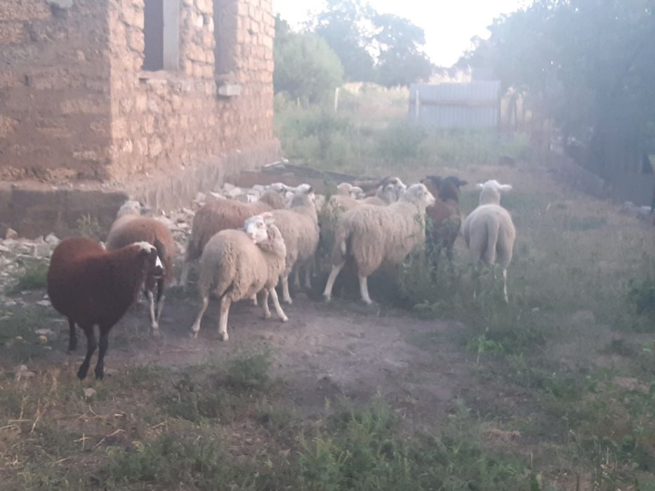 Продам молодих баранчиків