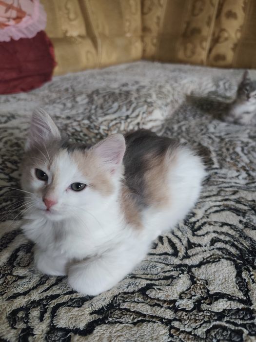 Віддам кицю в добрі руки.