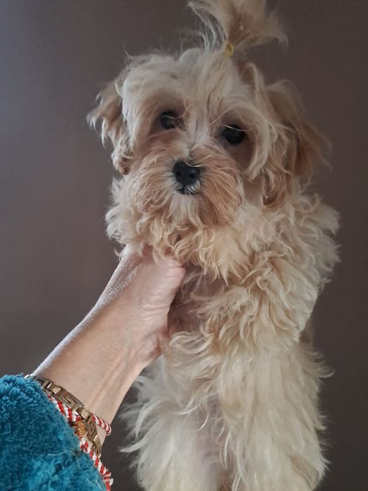 Неймовірні Мальтіпу (maltipoo)міні. Тато той пудель(Кітай)є хлоп і дів