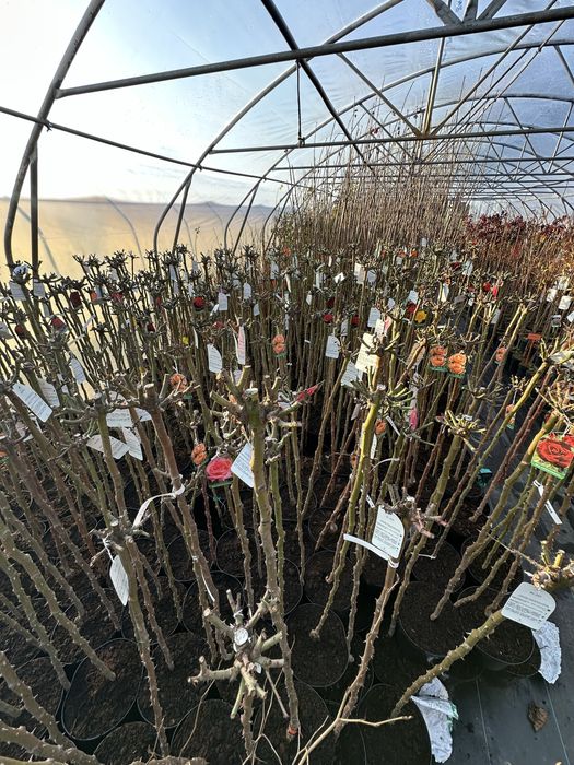 Róże Na Pniu Różne Kolory