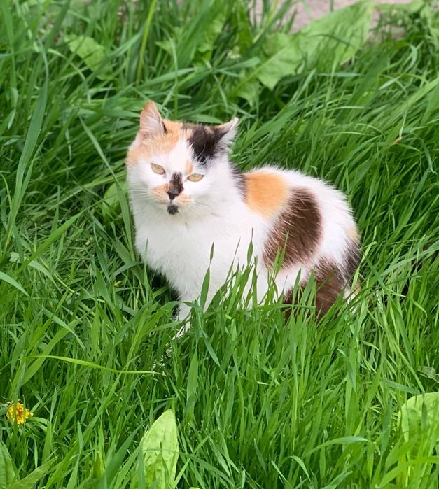 Отдам даром!!Срочно