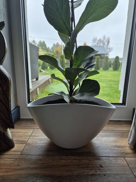 Kwiat figowiec dębolistny wysoki