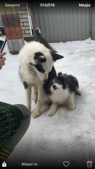 Щенки Якутской лайки