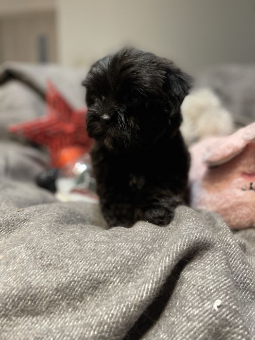 Alma- śliczna dziewczynka