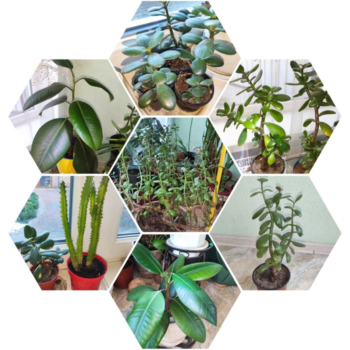 Фікус, кактус  та грошове дерево