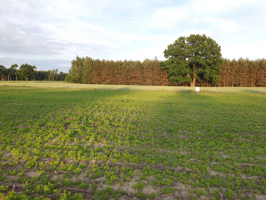 Działka budowlana 1020 m² Janów, gmina Młodzieszyn powiat sochaczewski - View 2