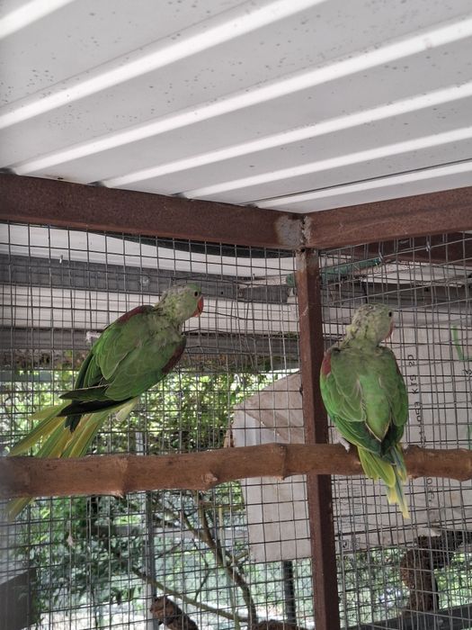 Casal grandes alexandrinos