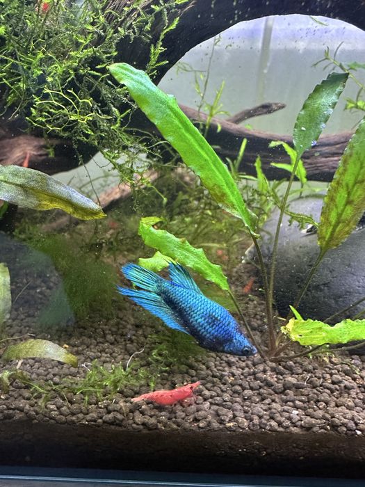 Betta fêmea spledens azul