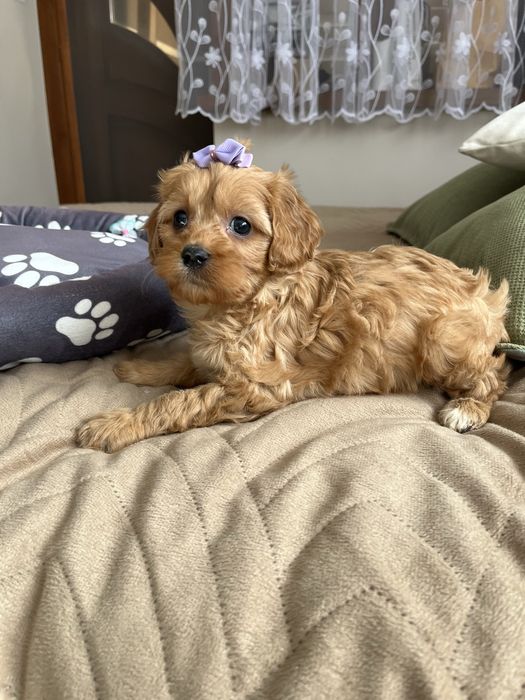 Cudowna suczka cavapoo