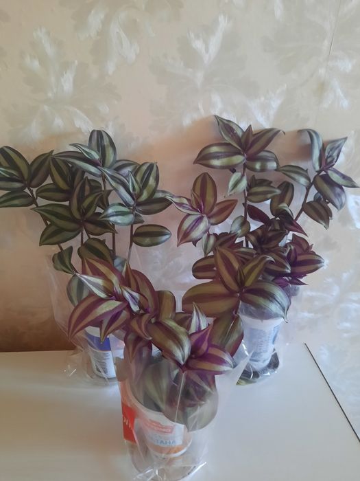 Традесканция  "Зебрина "