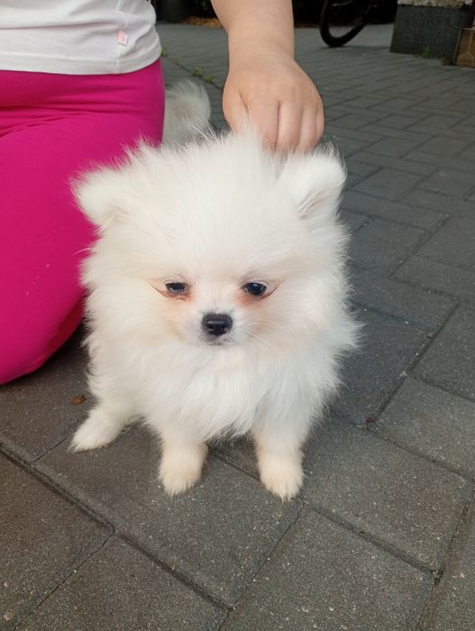 Szpic miniaturowy/ Pomeranian - malutka sunia
