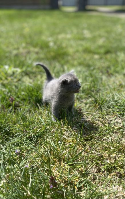 Віддам кошенят у добрі руки