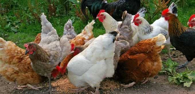 sprzedam jajka wiejskie z prawdziwego wolnego wybiegu