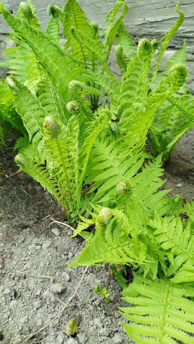 Paprocie strusie mrozoodporne