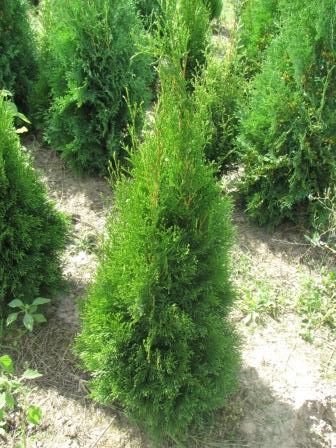 Tuja tuje Szmaragd 80-,400cm. od 10 zł kopana -20% wiosenna promocja