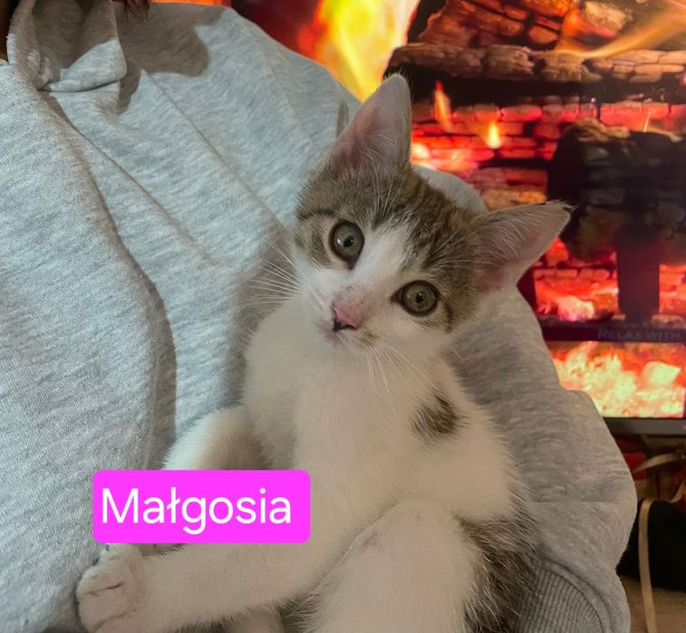 Jaś i Małgosia szukają domu