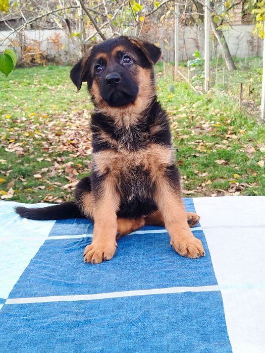 Цуценята Стандарт Розплідник