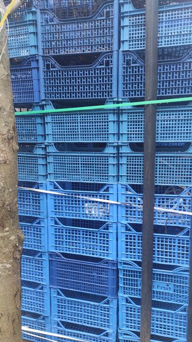 Продам ящики пластмасові.