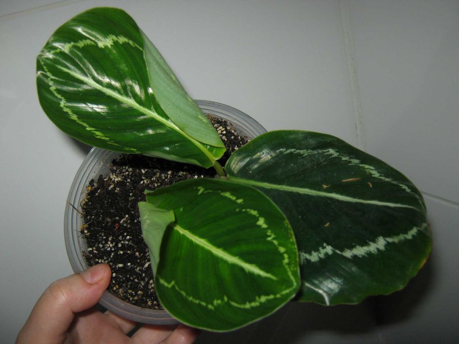 домашние калатея разные сорта