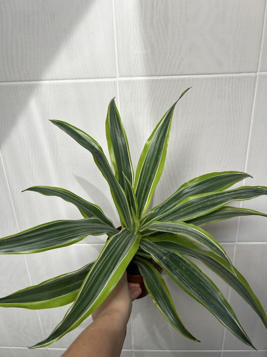 епіпремніум маранта монстера сингоніум кімнатні рослини