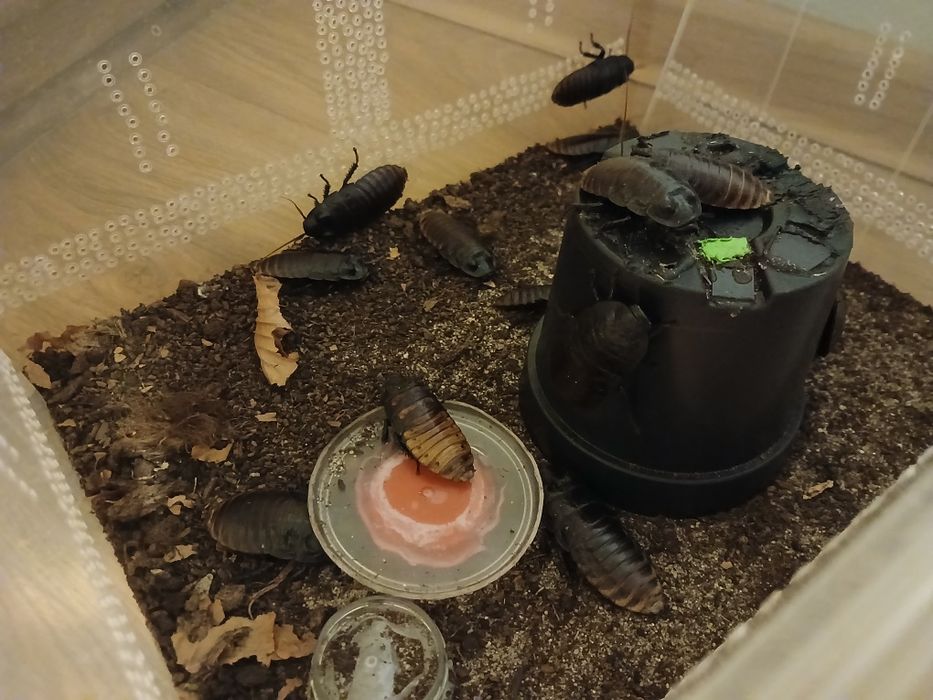 Karaczany madagaskarskie hodowla