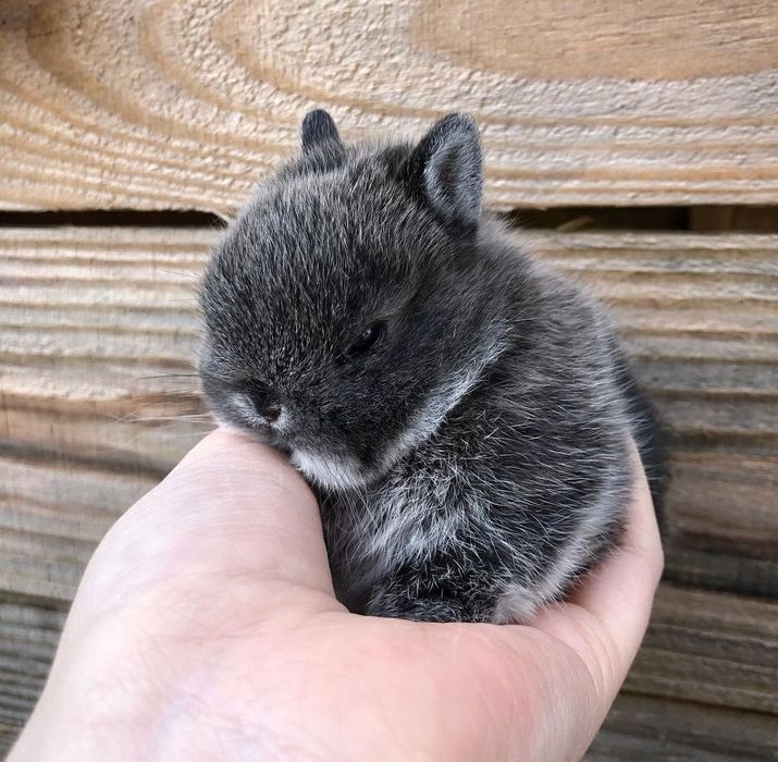 KIT Coelhos anões angorá, minitoy e mini holandês lindíssimos