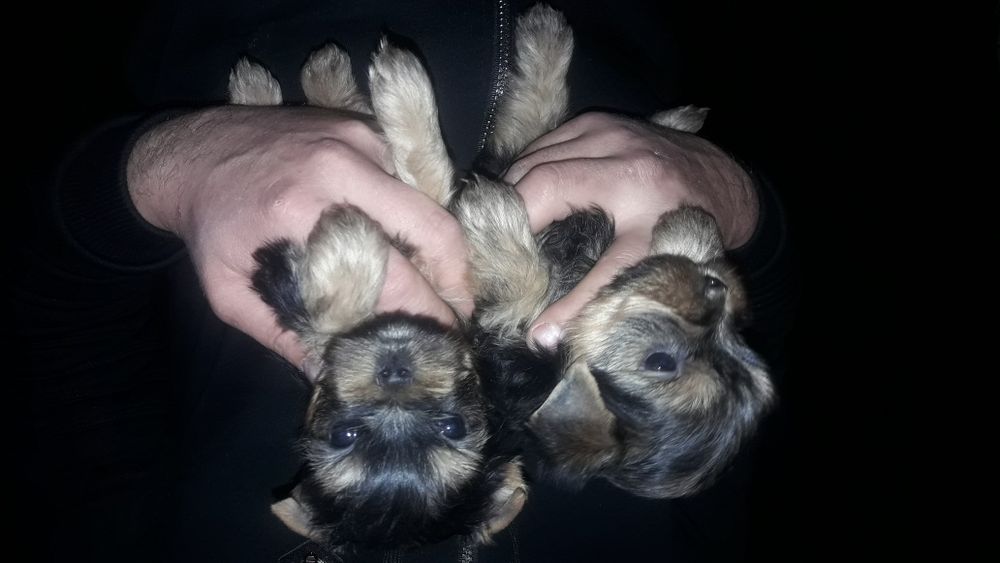 Дети Йорка с документами