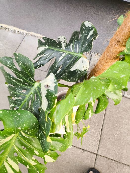 Monstera Thai duża