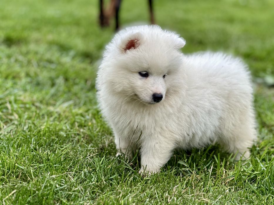 Juz do odbioru! Szczeniak Samoyed
