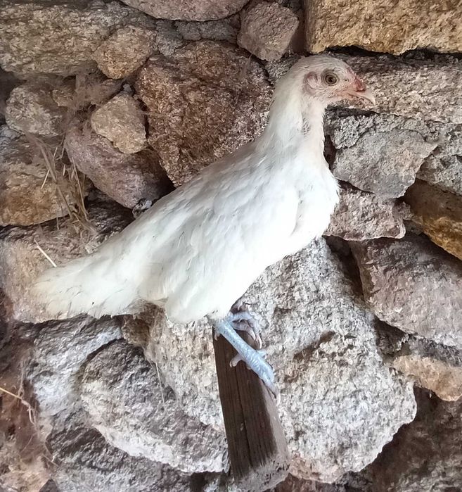 Granizos de raça  fenix