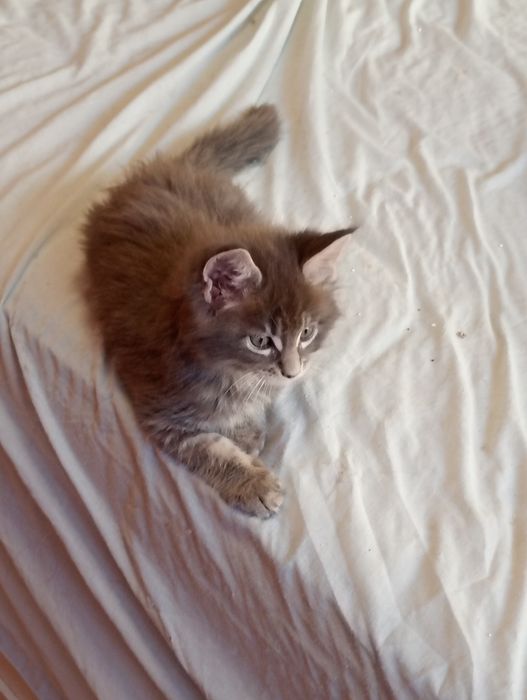 Lindo gatinho  Maine coon