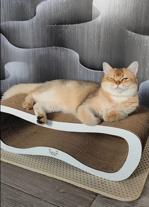 Супер котята золотая шиншилла прямоухие мальчик девочка