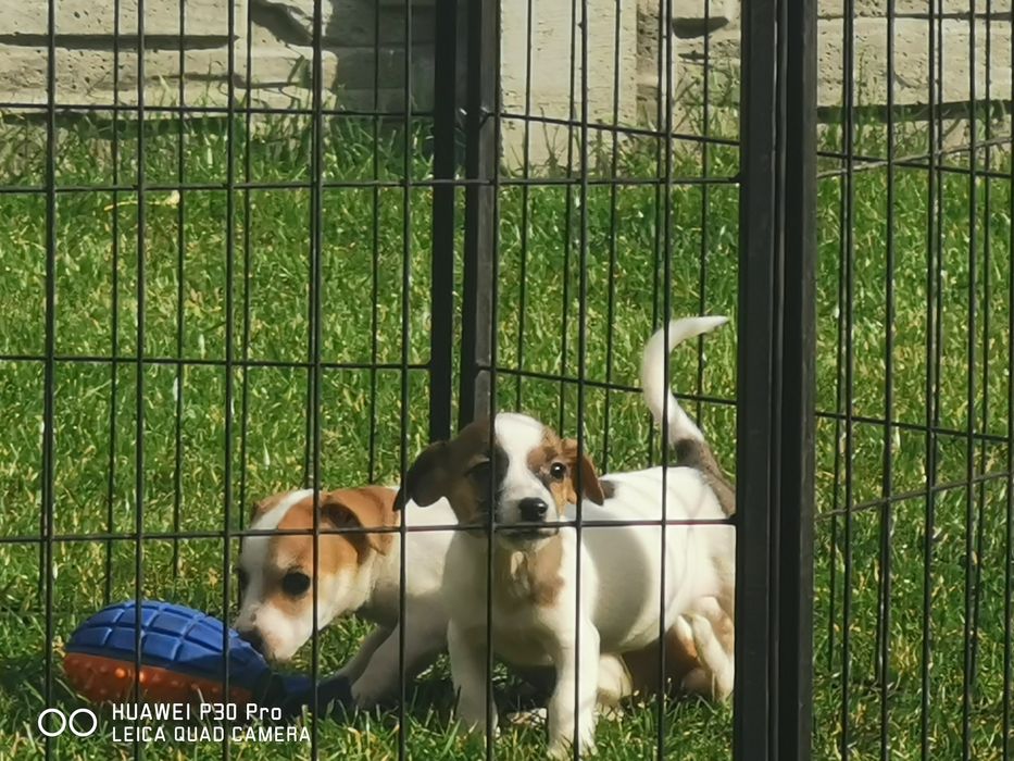 Jack russell Terrier suczka z rodowodem