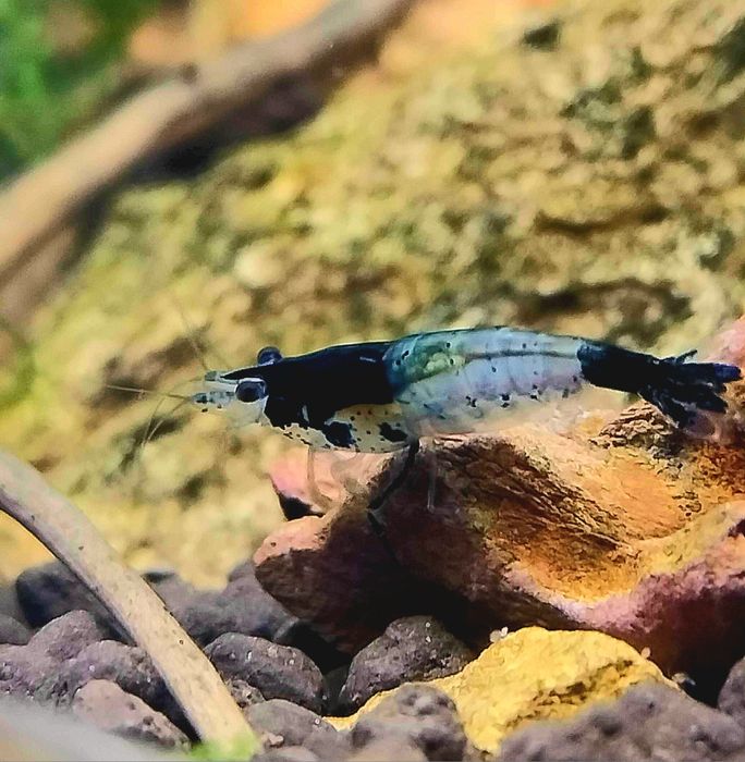 Krewetki carbon blue rilli neocaridina