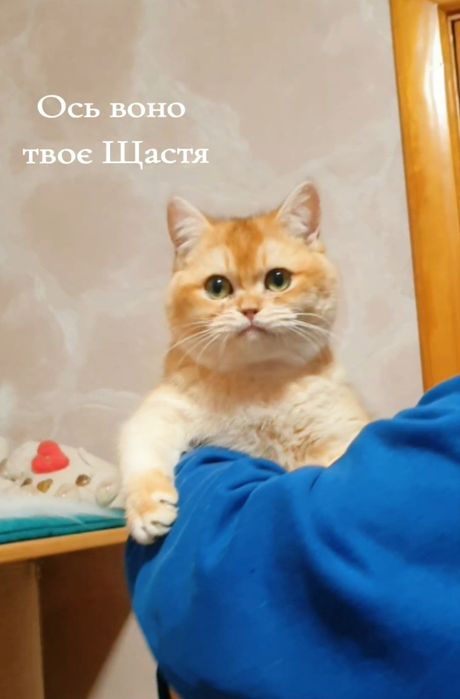 Золотий британський шиншила котик ny12