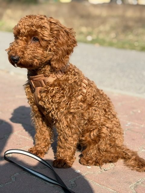 wyprowadzanie psów na spacery otwock-ługi