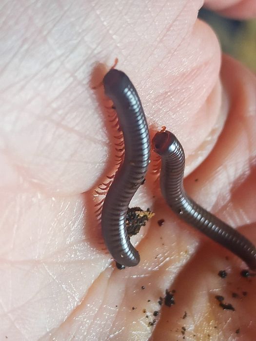 Spirobolus caudulanus