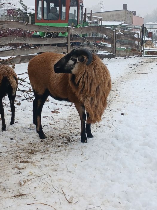 Sprzedam barana lub krycie