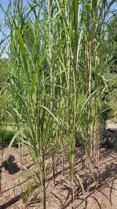 Miskant Lutarioriparius gruba najwyższa trawa 5-7m prawie jak Bambus