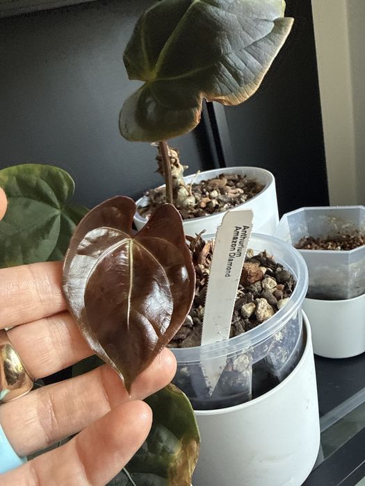 Athurium rozne rodzaje