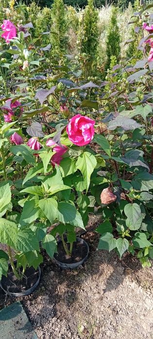 Hibiskus bylinowy